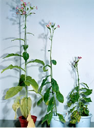 遺伝子組換え植物と成長調節