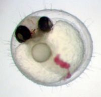 遺伝子組換えメダカと環境バイオ